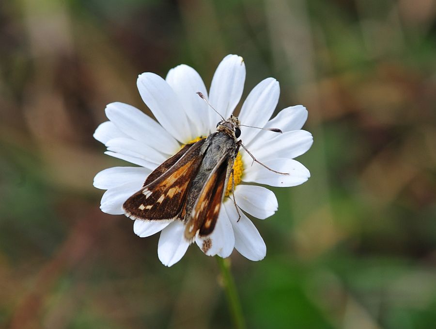 La vita in un fiore: terza parte
